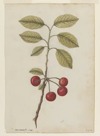 Cherry; Bullace (wild plum), by Jacques Le Moyne de Morgues, watercolor, 1568