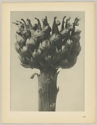 Centaurea macrocephala, by Karl Blossfeldt, 1928