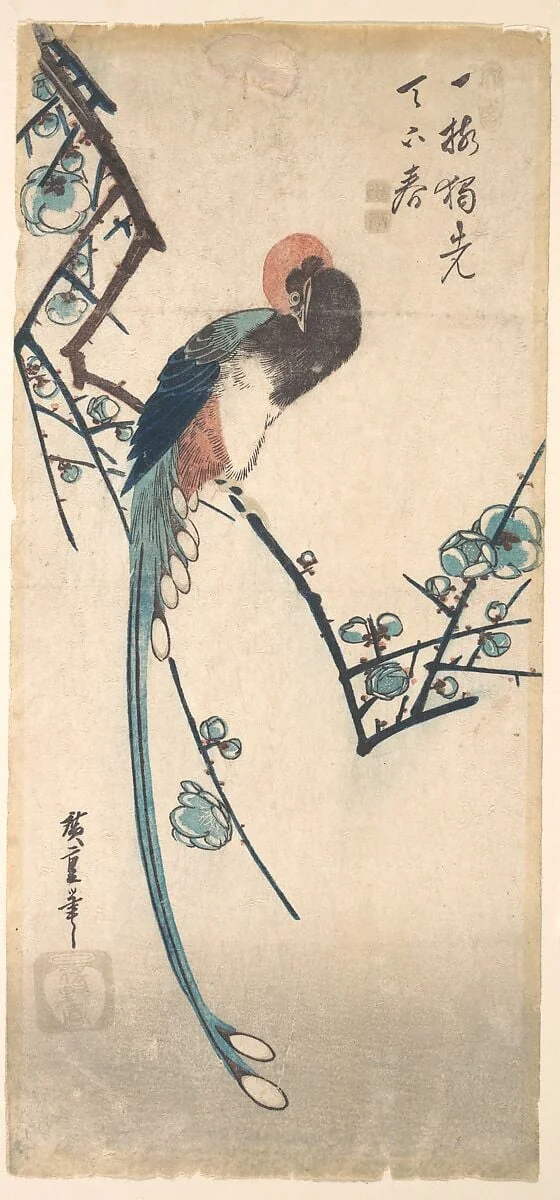 梅に三光鳥|Long Tailed Bird, detail