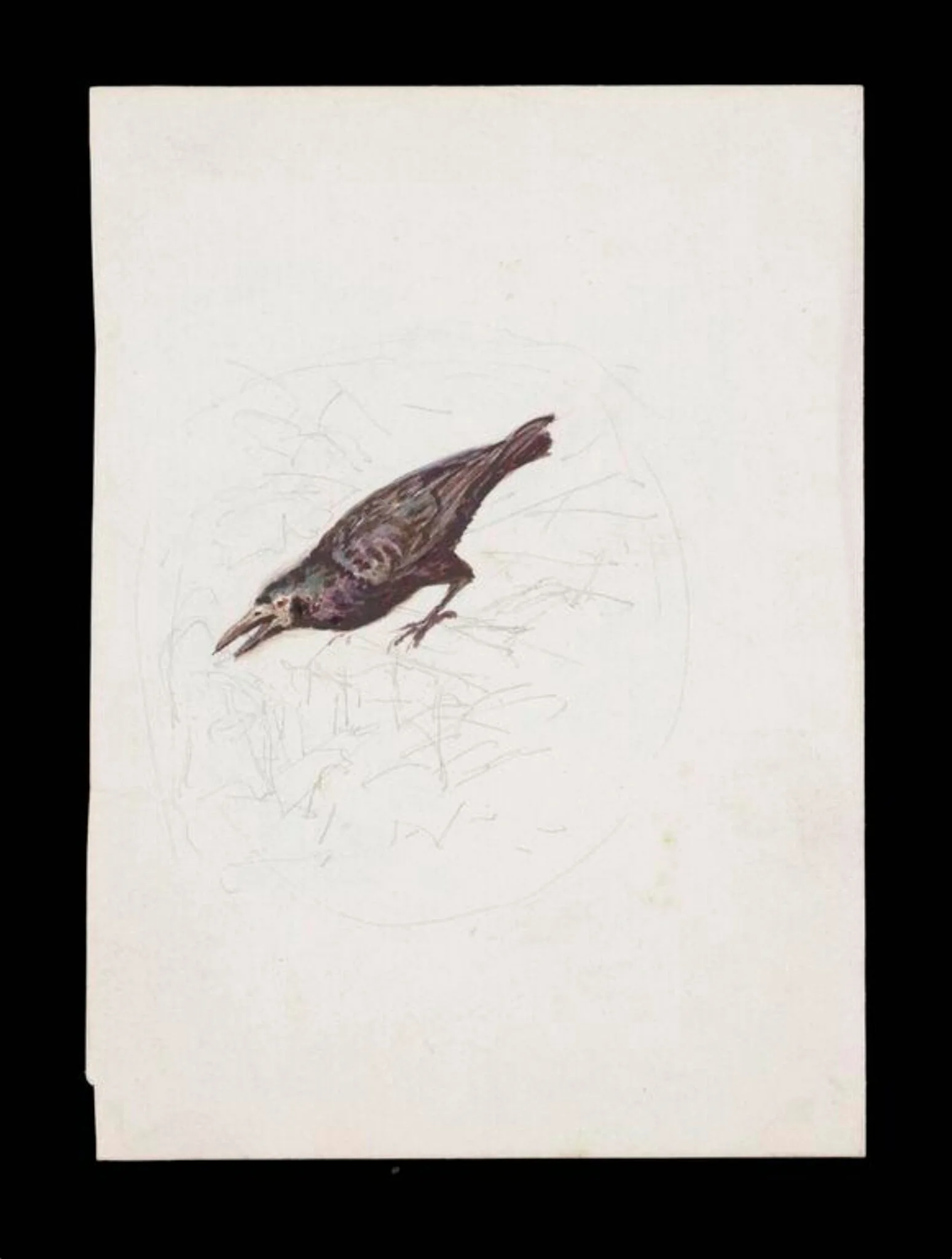Study of a crow, with a faintly sketched background, detail