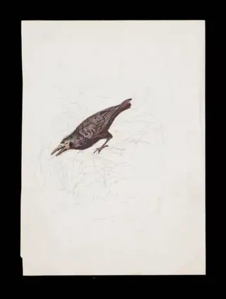 Study of a crow, with a faintly sketched background, by Beatrix Potter, watercolor, 1919