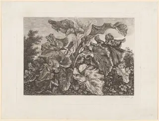 Plant Study with Burdock, by Carl Wilhelm Kolbe, ink