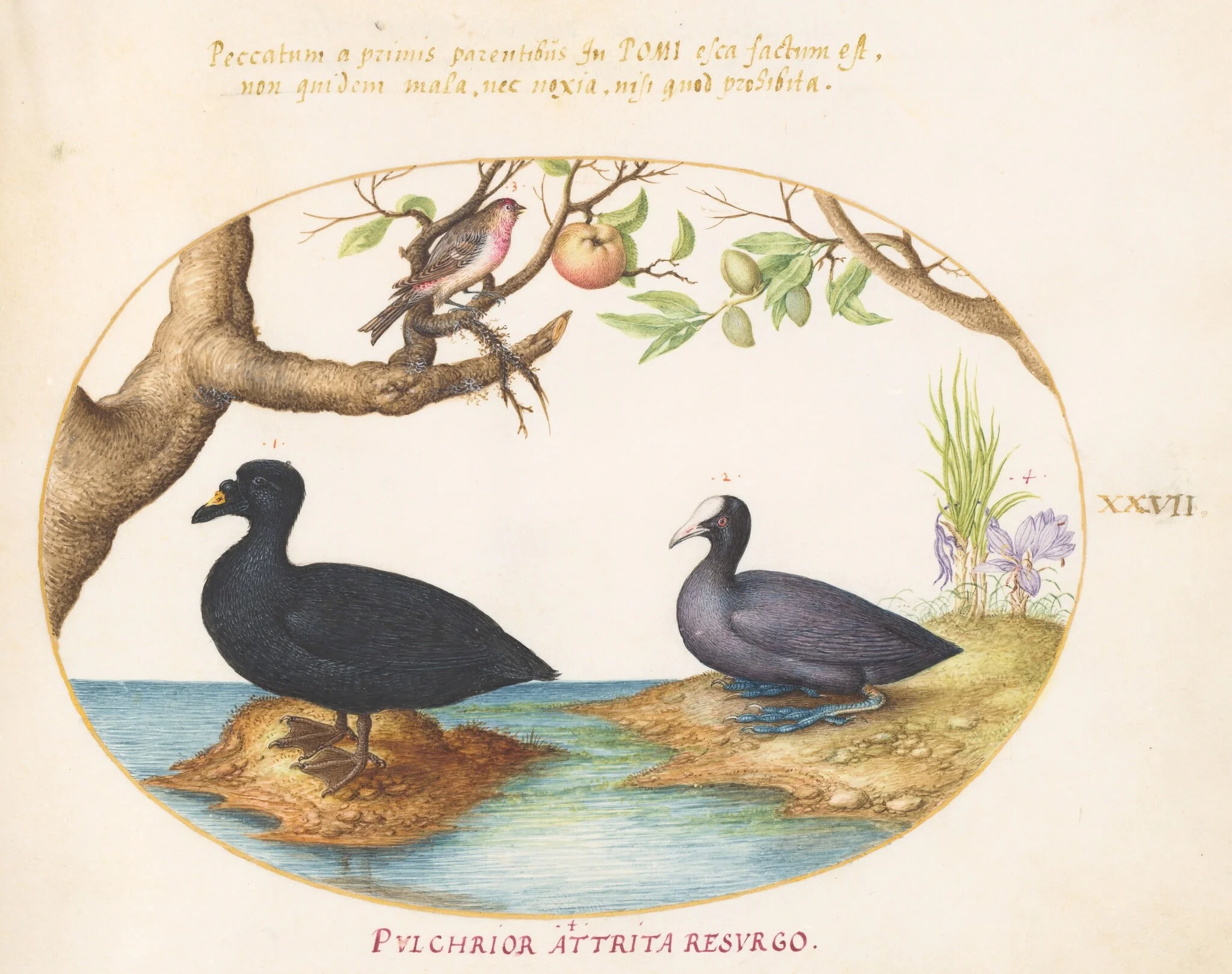 Plate 27: A Common Scoter, a Eurasian Coot, and a Rosefinch(?), detail
