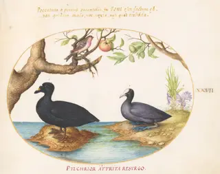 Plate 27: A Common Scoter, a Eurasian Coot, and a Rosefinch(?), by Joris Hoefnagel, gouache, 1594