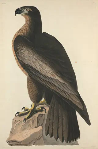 The Bird of Washington or Great American Sea Eagle, by Havell, Jr., Robert, ink, 1827