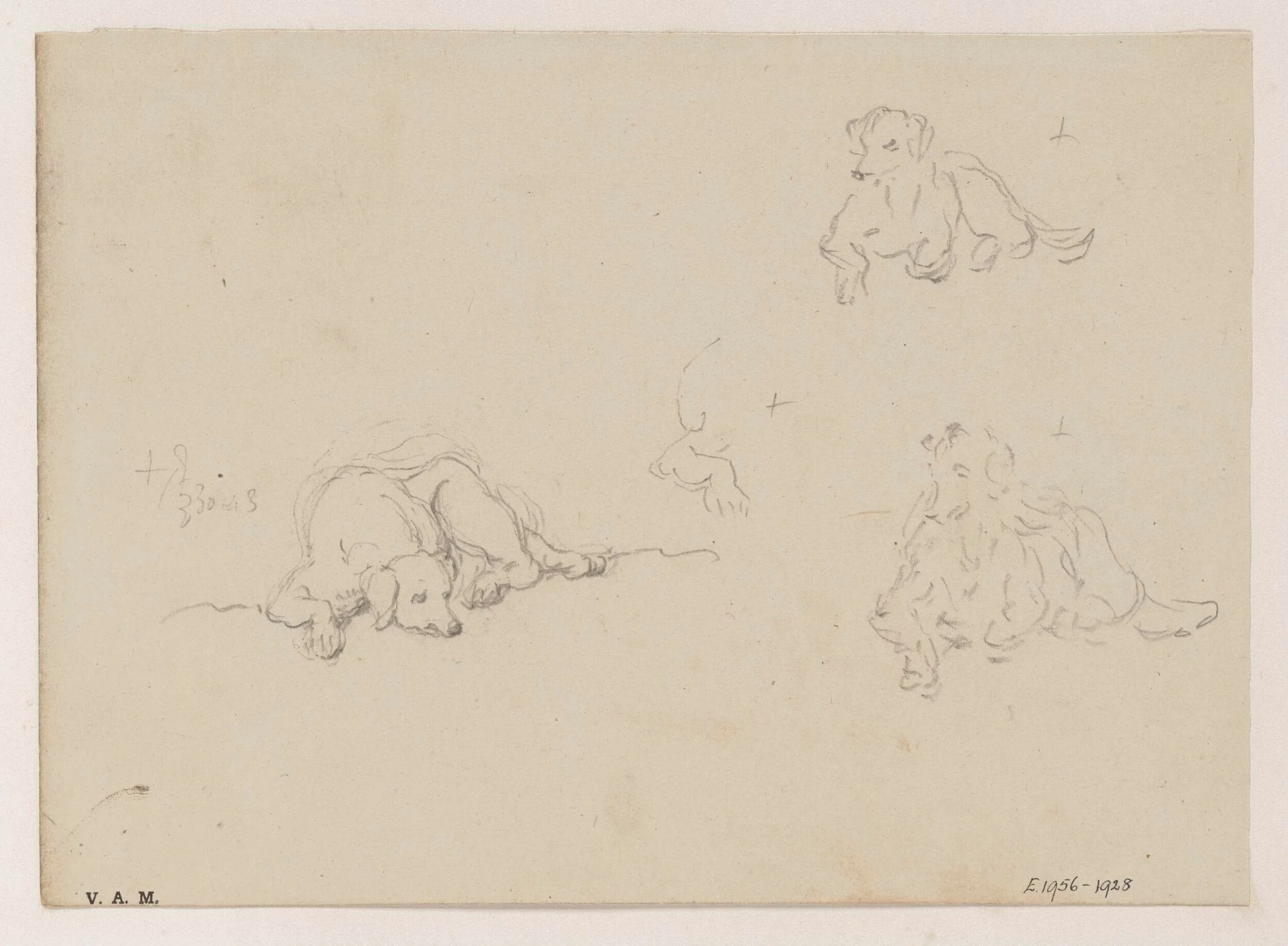 Three drawings of a dog, detail
