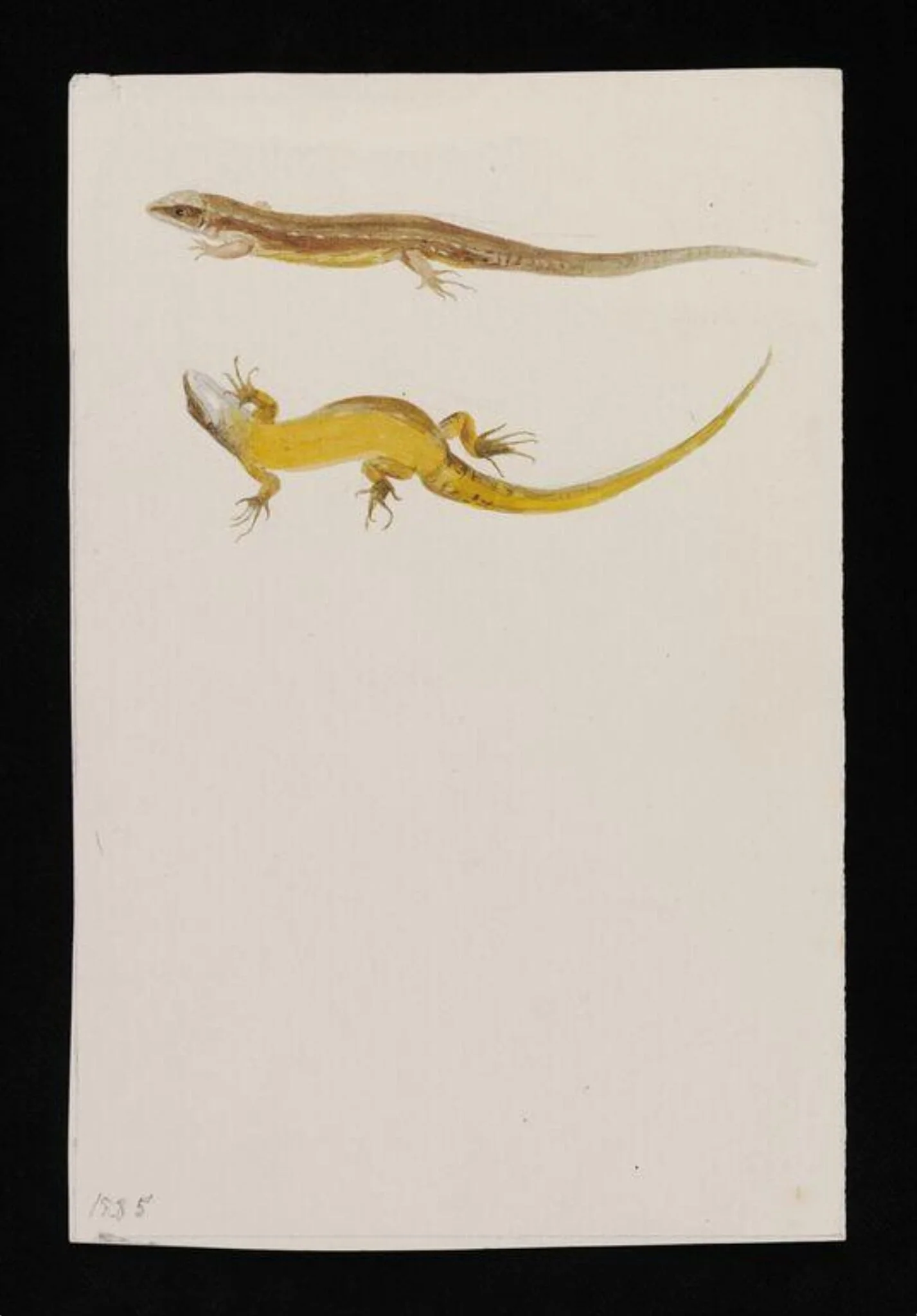 Drawings of common or viviparous lizard, detail