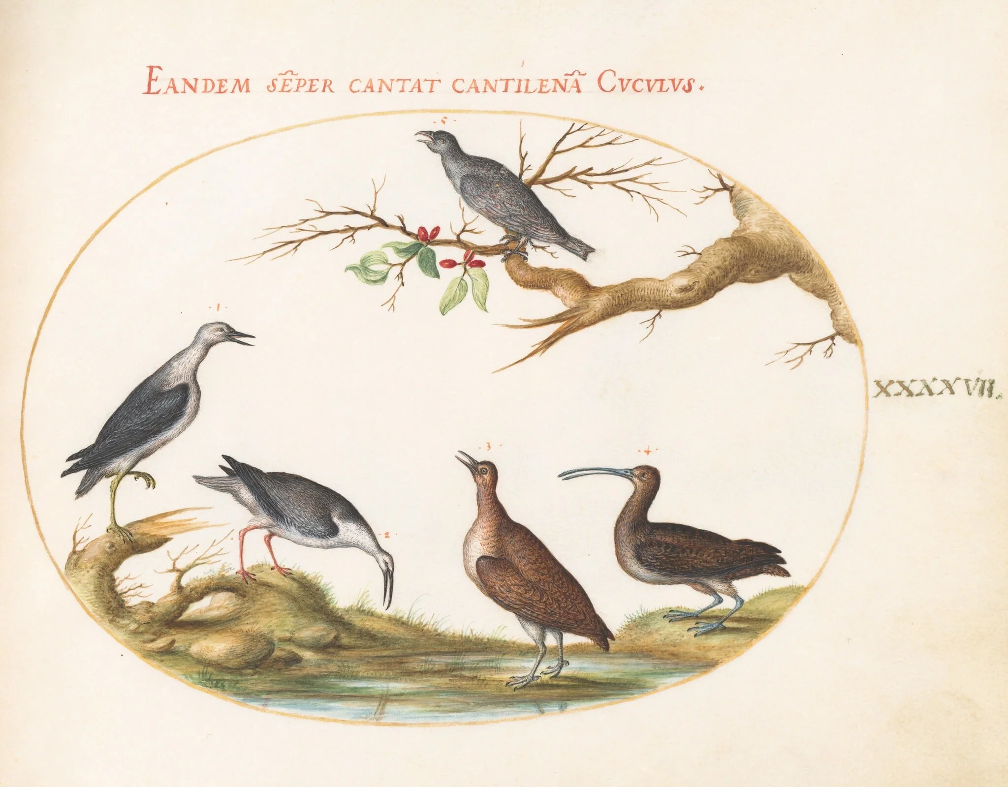 Plate 47: Shore Birds with a Perching Bird, detail