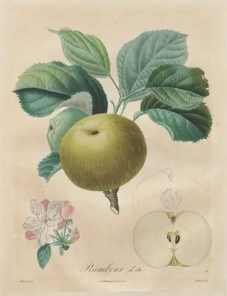 Traité des arbres fruitiers:  Rambour d'été, by Henri Louis Duhamel du Monceau