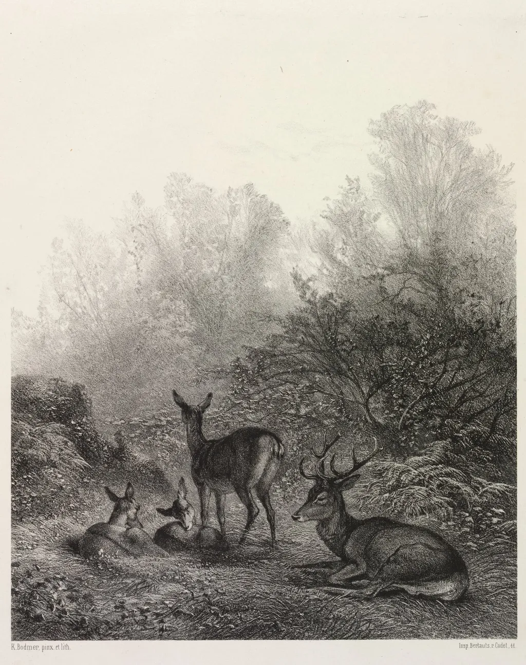 Deer at Rest, by Karl Bodmer, 1860