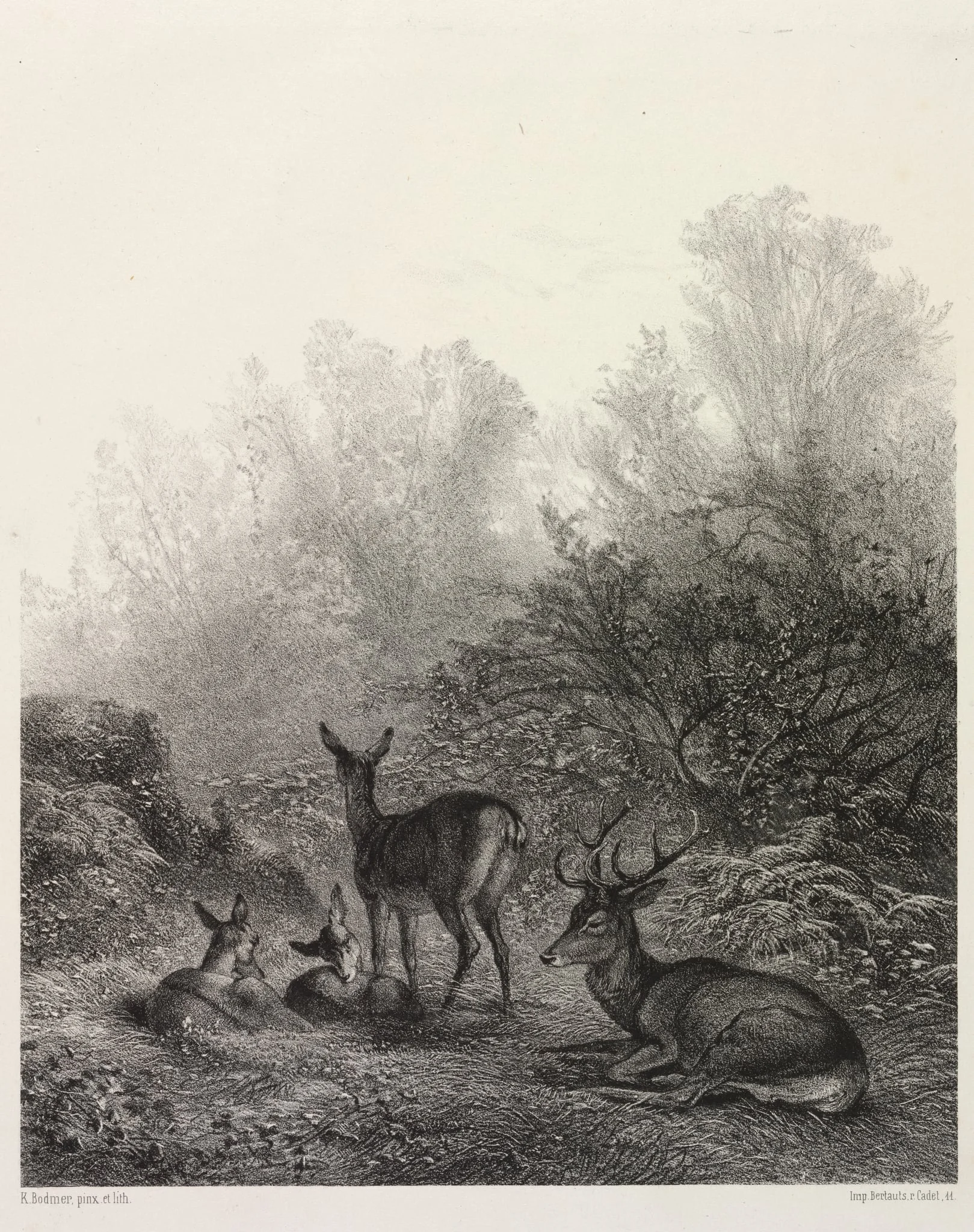 Deer at Rest, detail