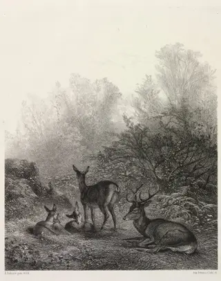 Deer at Rest, by Karl Bodmer, 1860