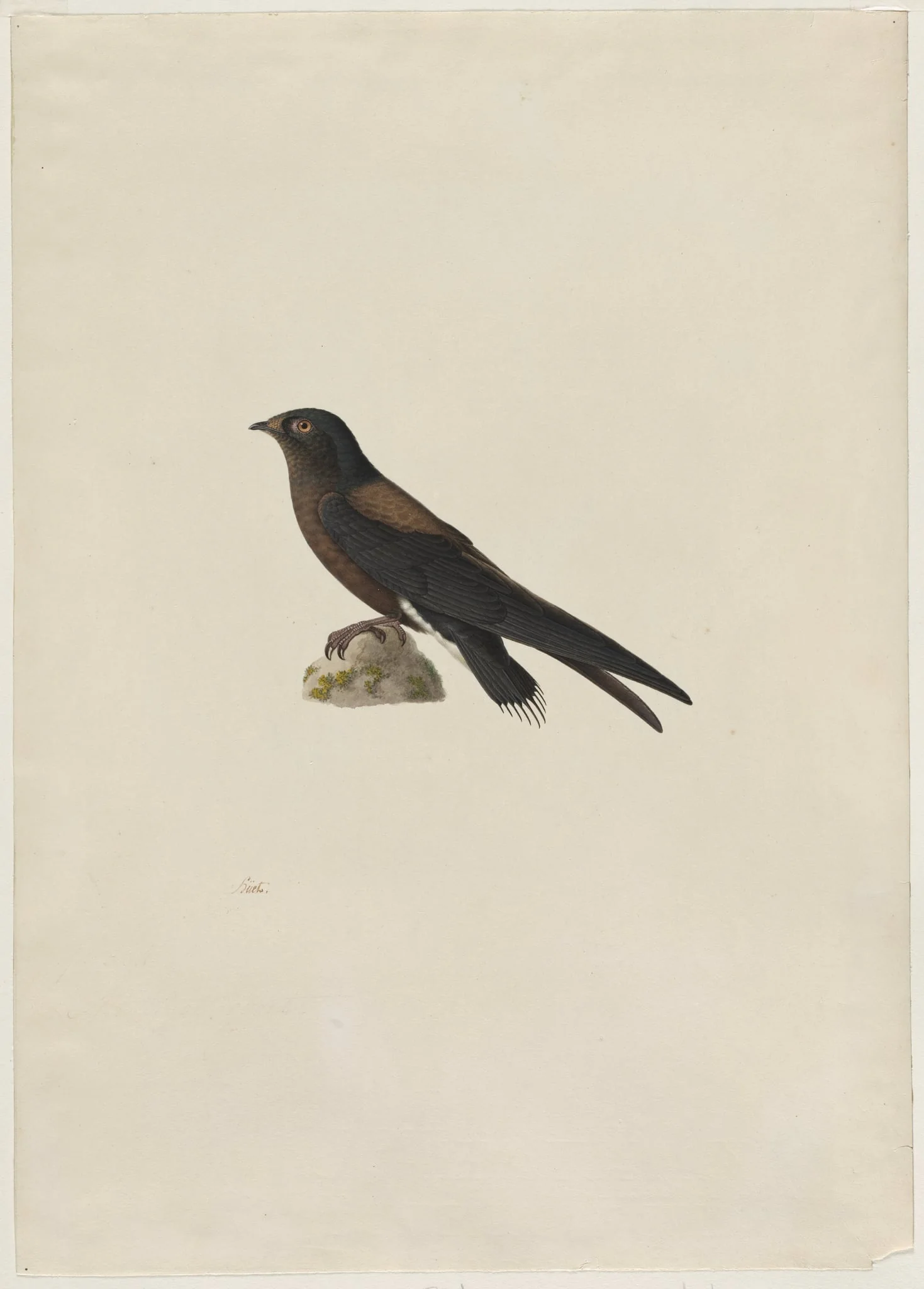 Needle-Tailed Swift (Hirundapus caudaculus), detail
