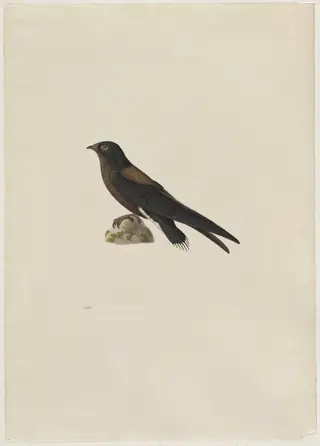 Needle-Tailed Swift (Hirundapus caudaculus), by Paul Huet, 1804