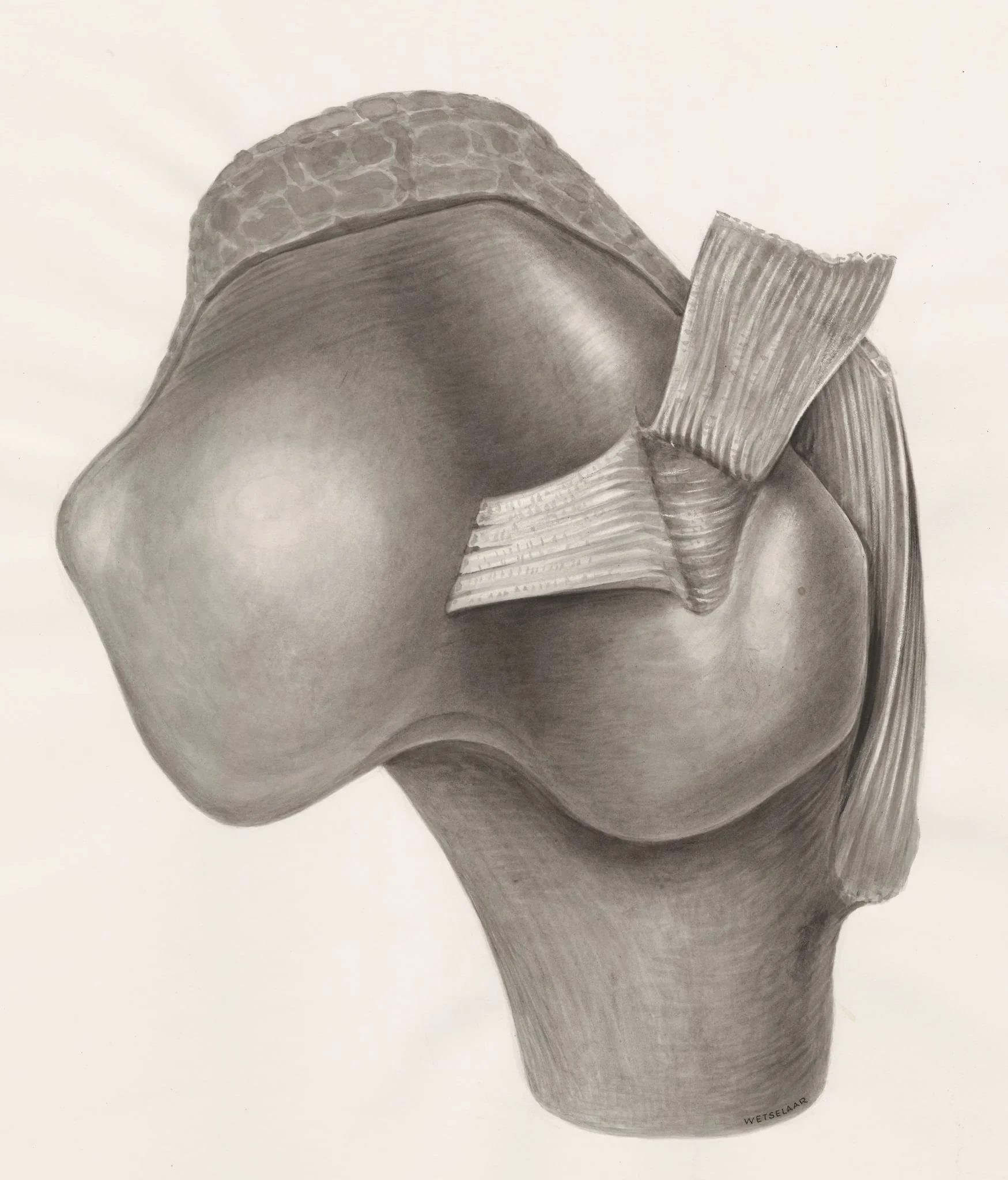 Muscular tissue on a joint, detail