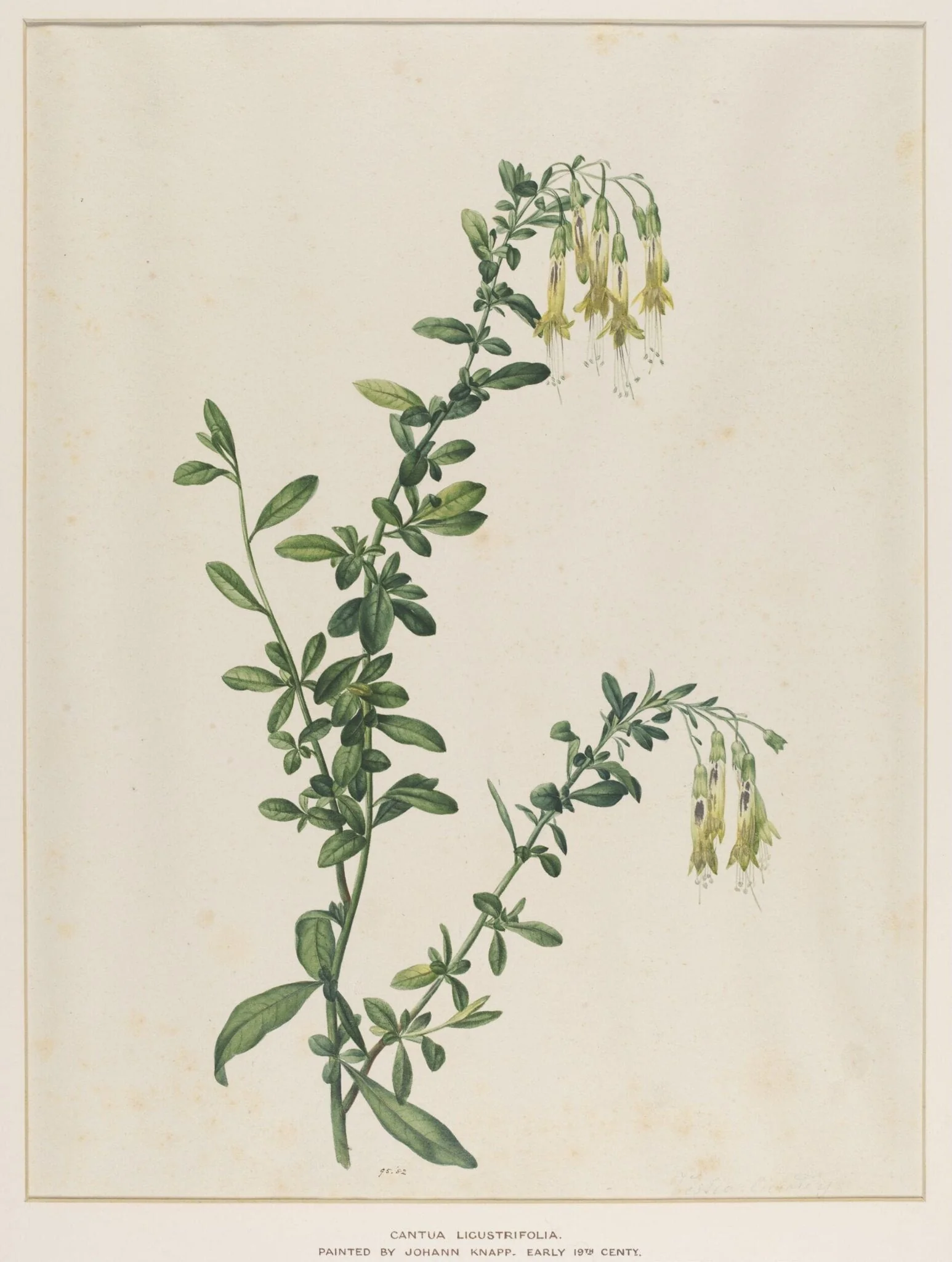 Cantua Ligustrifolia, detail