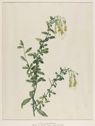 Cantua Ligustrifolia, by Johann Knapp, watercolor