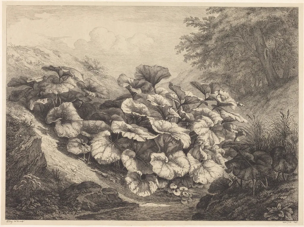 Large Coltsfoot, by Eugène Bléry, ink, 1843