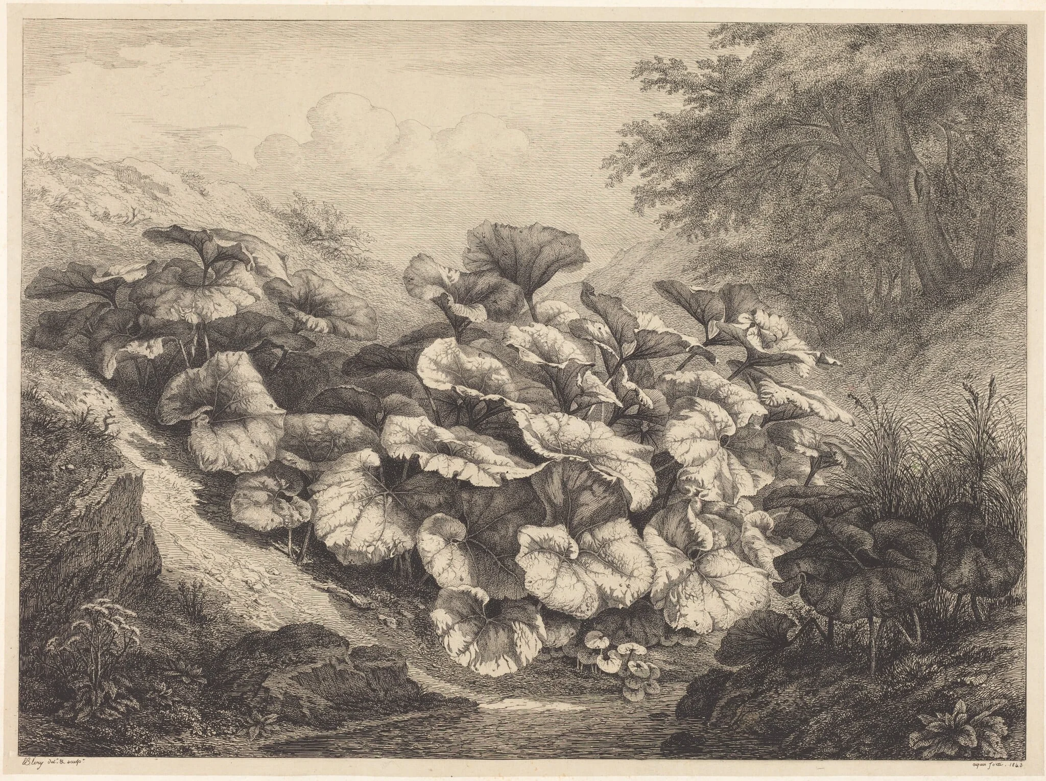 Large Coltsfoot, detail