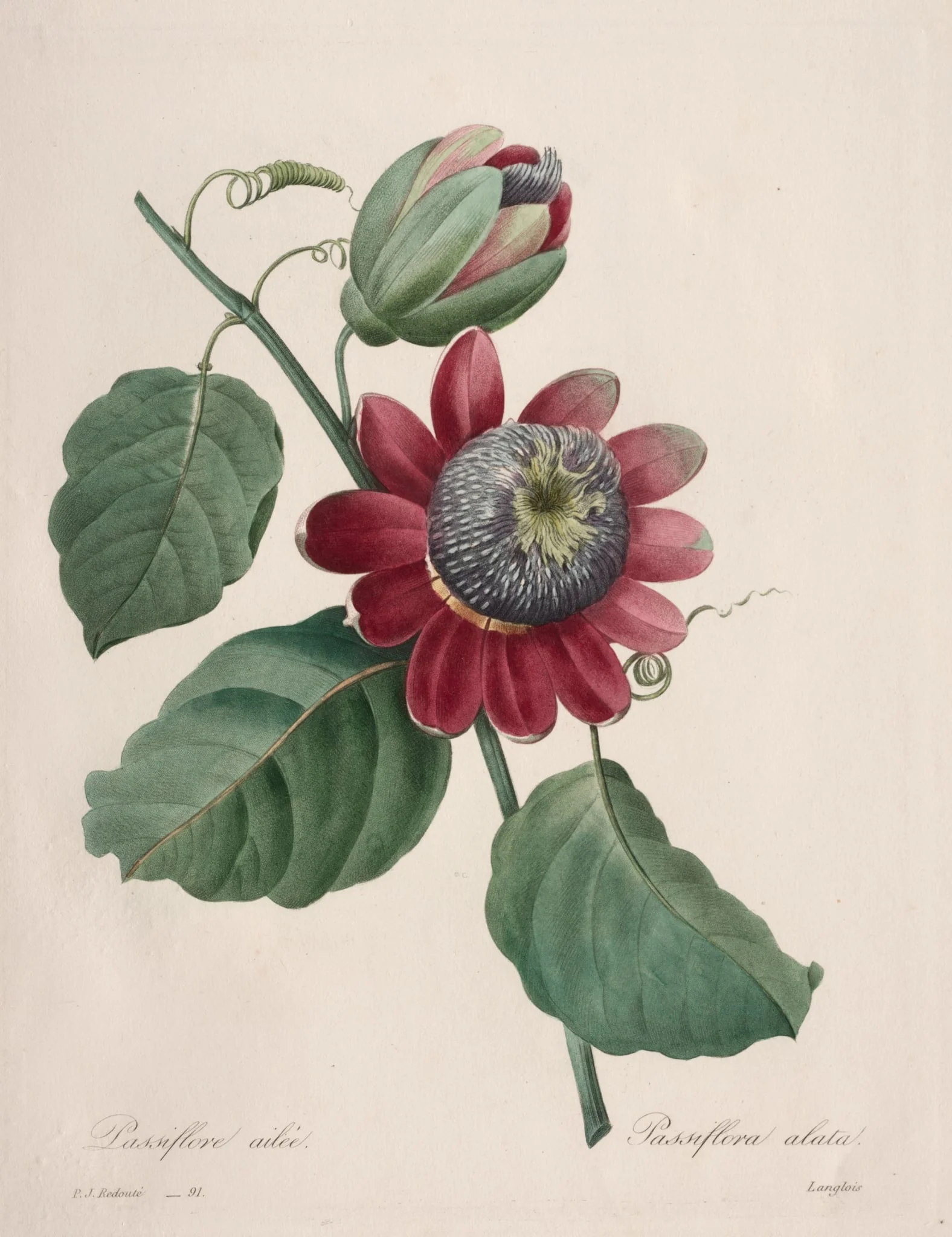 Choix des plus belles fleurs...plus beaux fruits: Passiflore ailee, detail