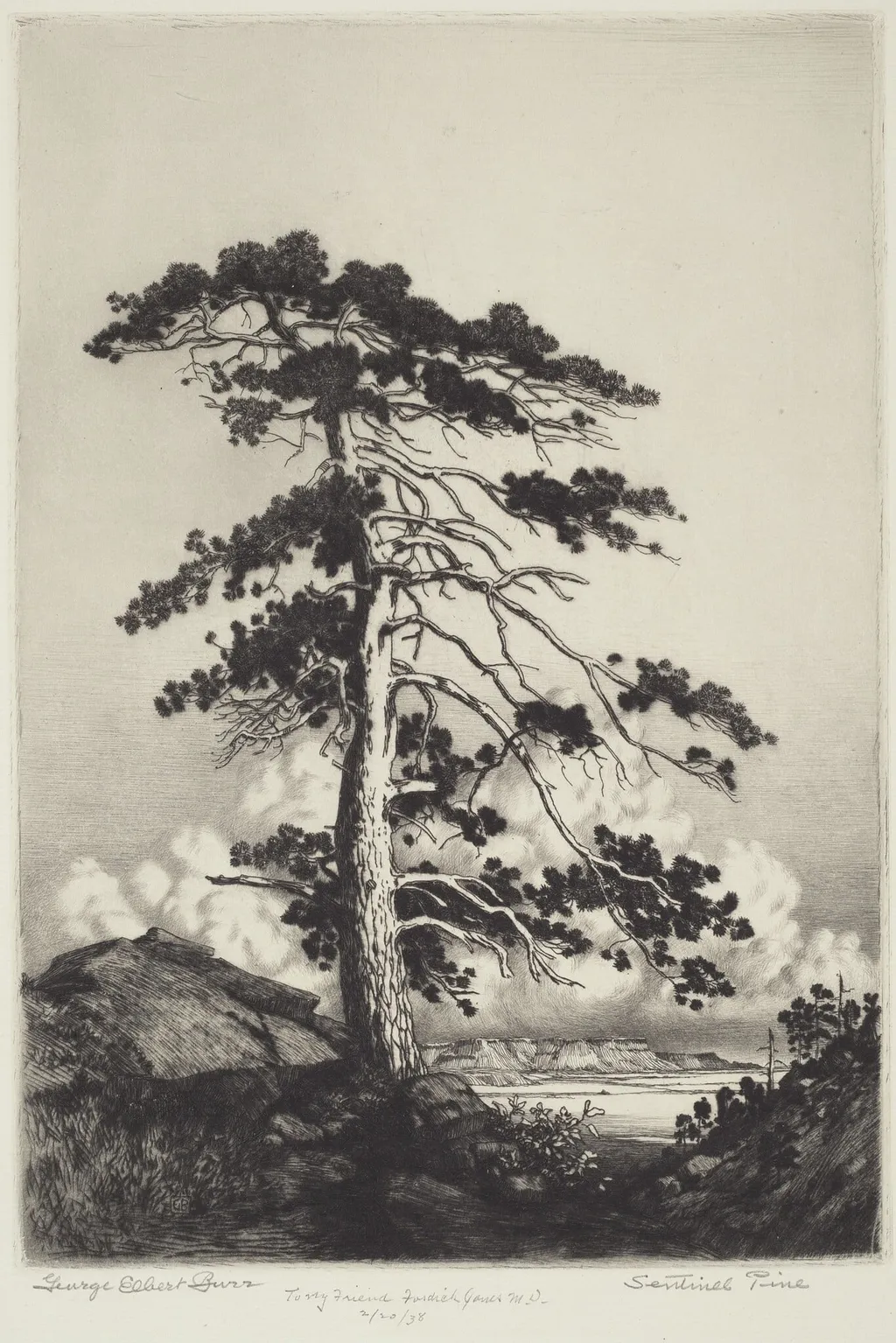 Sentinel Pine, by George Elbert Burr, ink, 1916