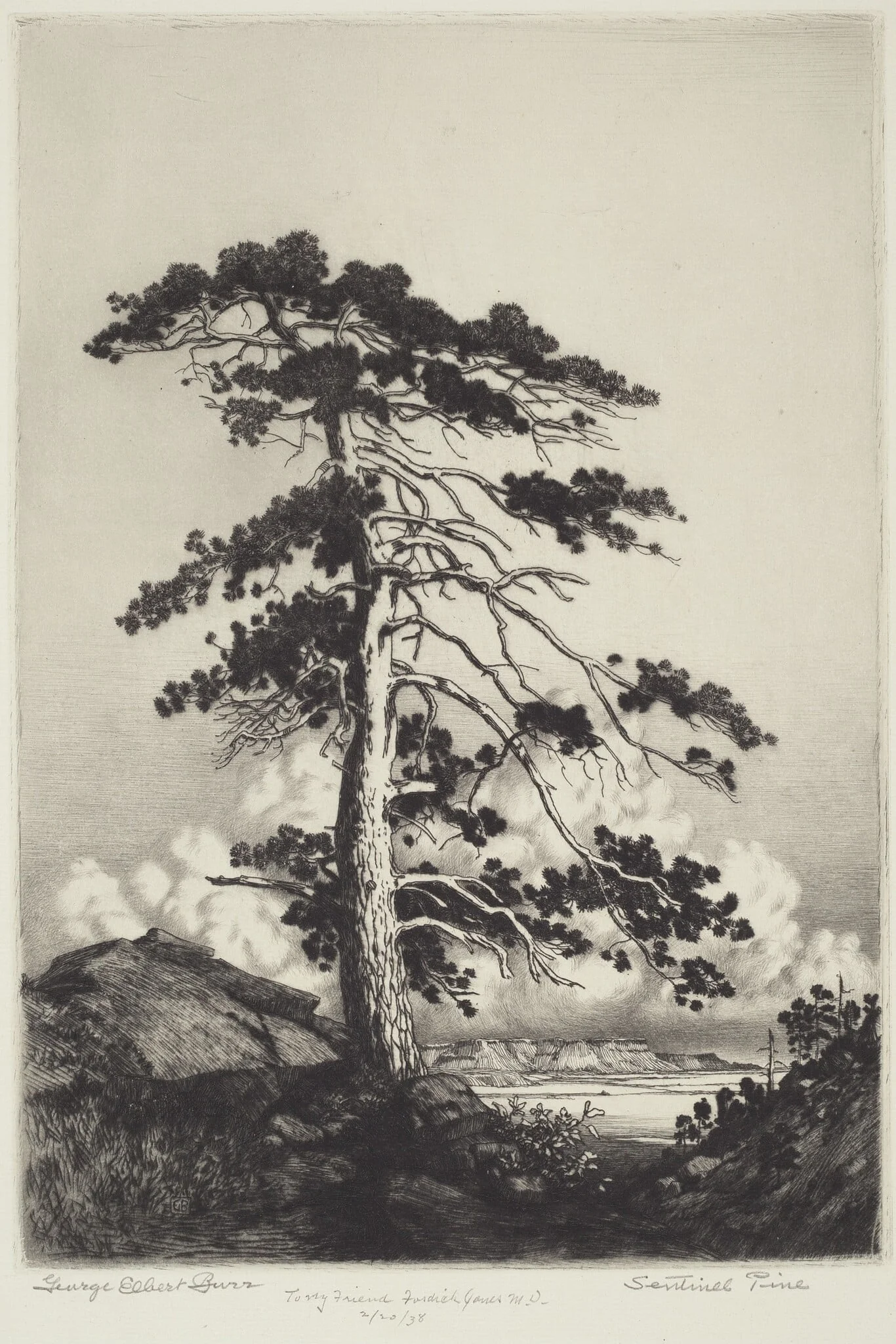 Sentinel Pine, detail