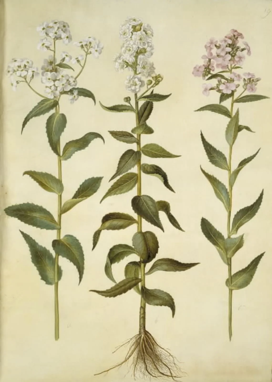 Hesperis matronalis (almindelig aftenstjerne), detail