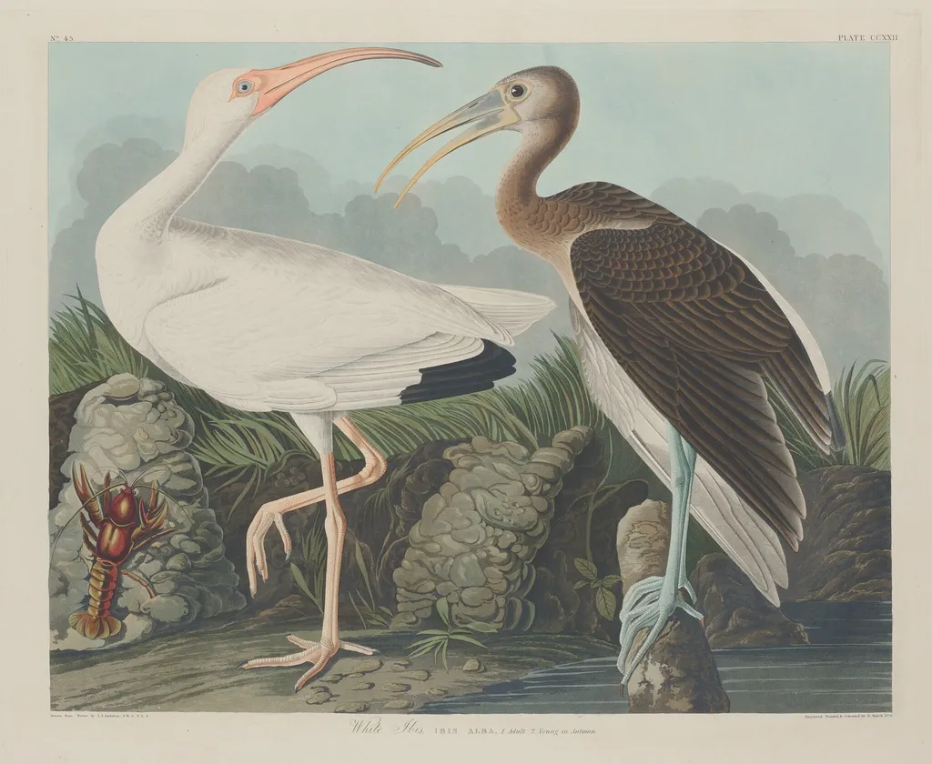 White Ibis, by Robert Havell Jr., ink, 1834