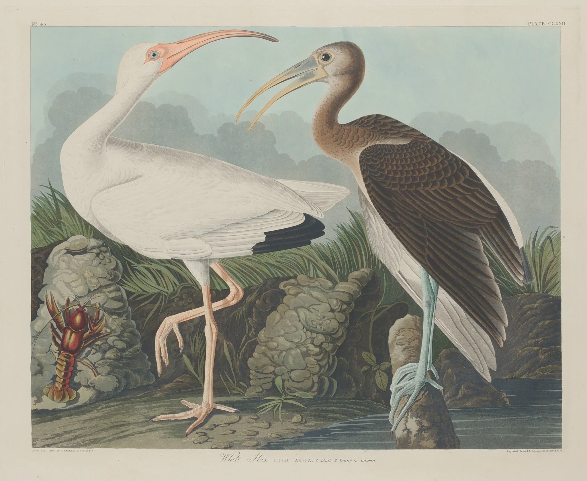 White Ibis, detail