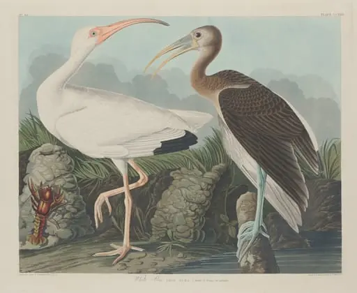 White Ibis, by Robert Havell Jr., ink, 1834