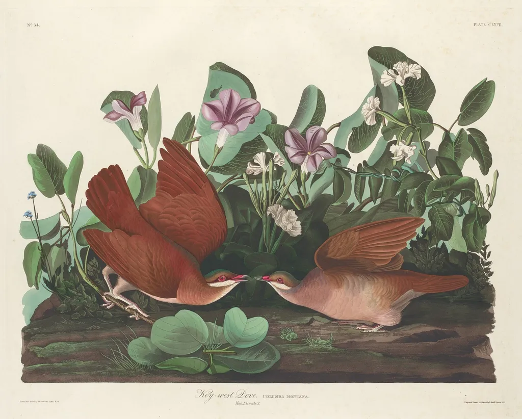 Key-west Dove, by Havell, Jr., Robert, ink, 1833