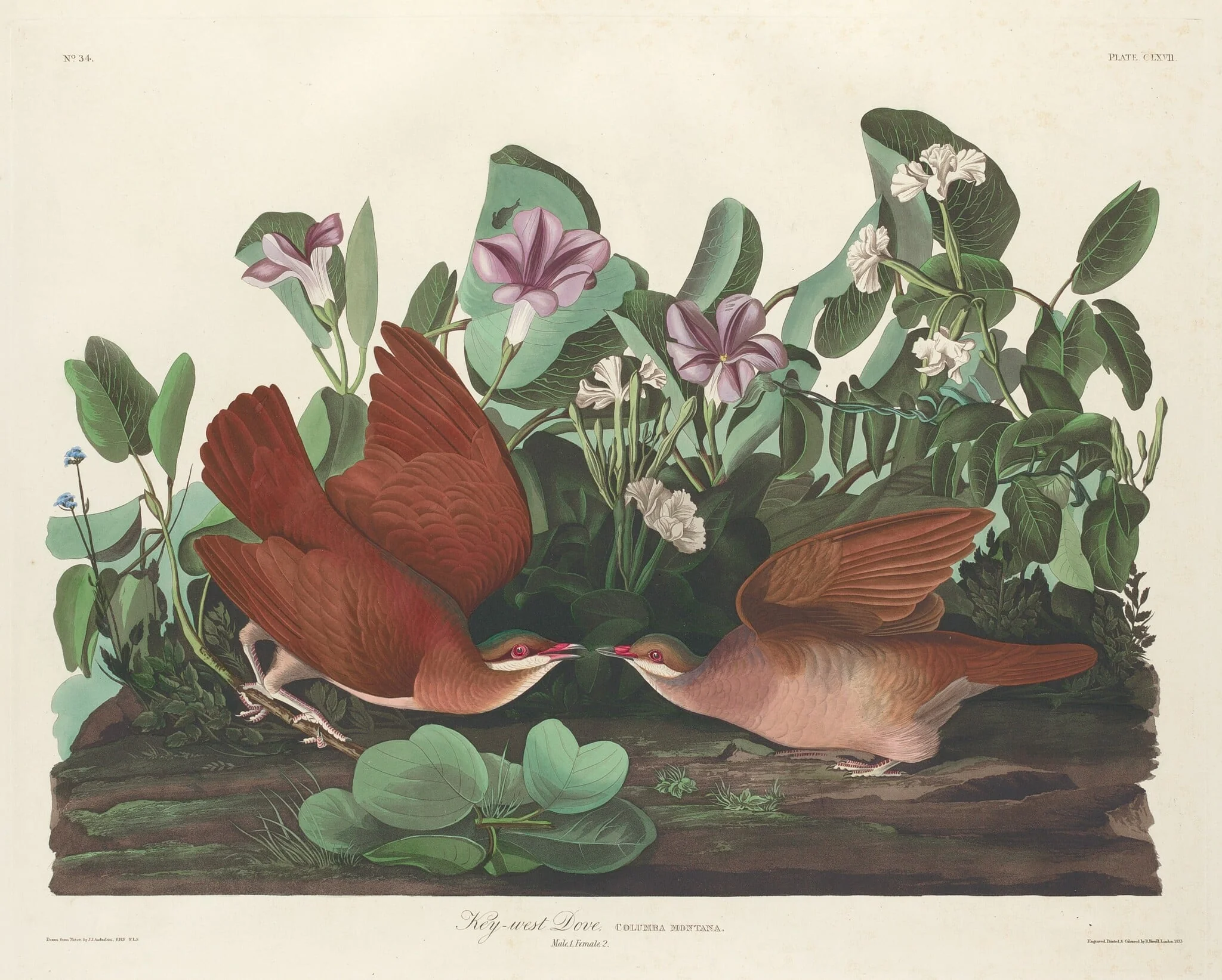 Key-west Dove, detail