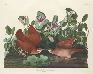 Key-west Dove, by Havell, Jr., Robert, ink, 1833