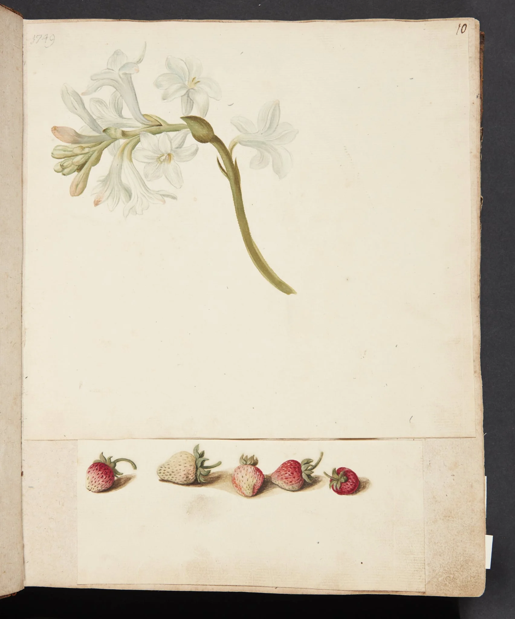 Studie af blomst og jordbær, detail