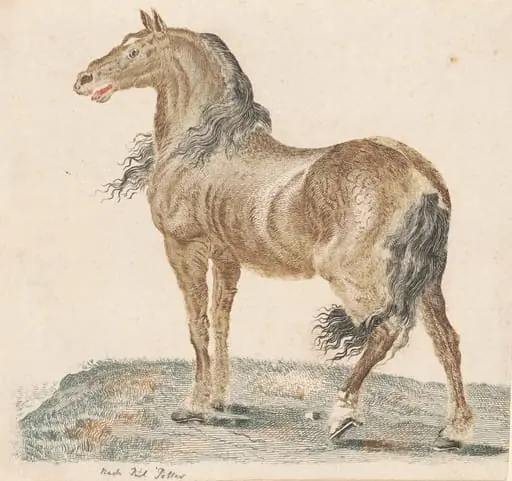 The Neighing Horse, by Johann Teyler, ink, 1691