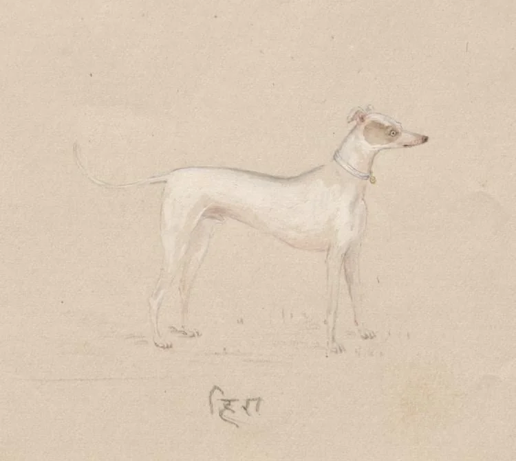 Hira, detail