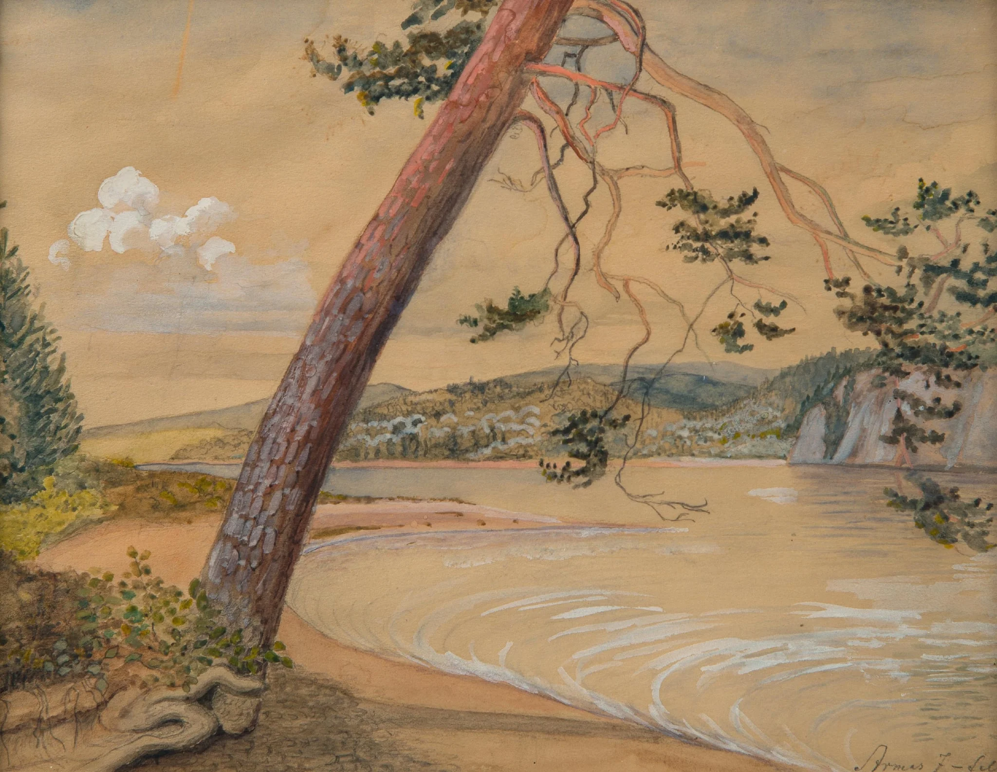 Mänty järven rannalla, detail