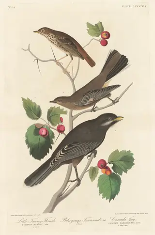 Little Tawny Thrush, by Havell, Jr., Robert, ink, 1838