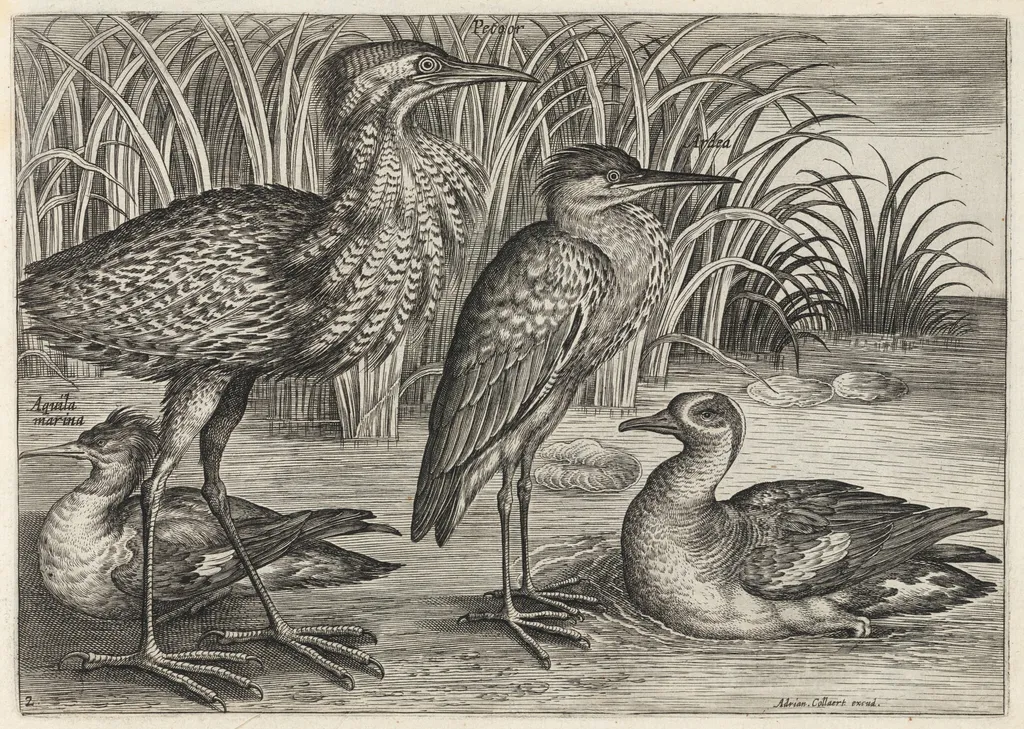 Sawbill, Bittern, Heron and Teal, by Adriaen Collaert, ink, 1600