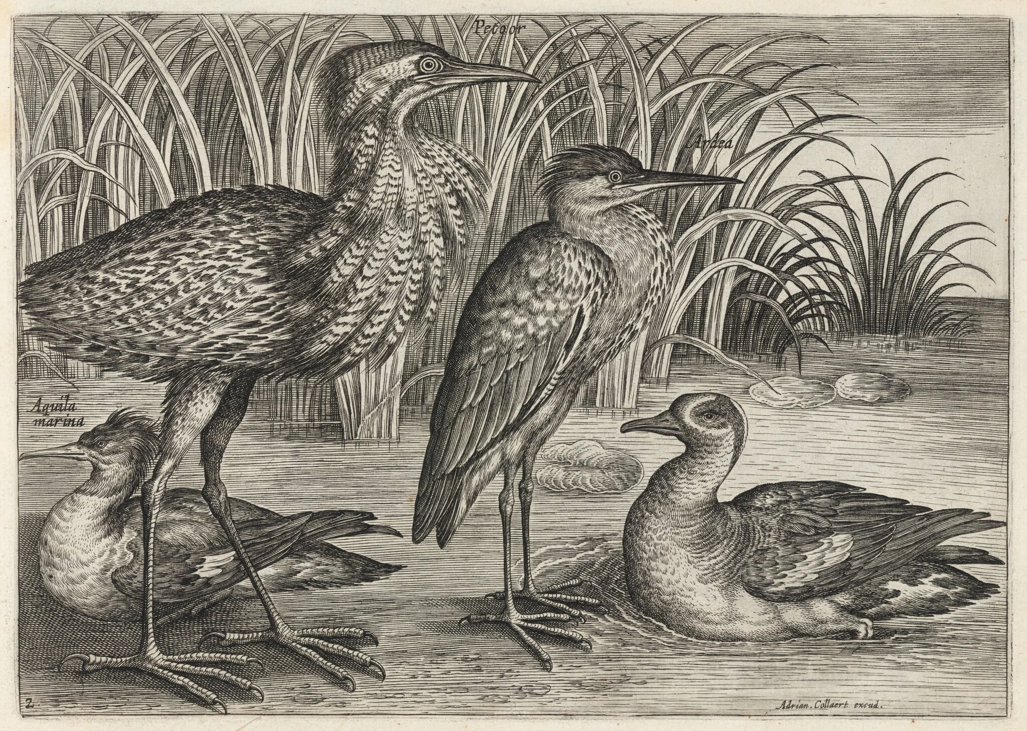 Sawbill, Bittern, Heron and Teal, detail