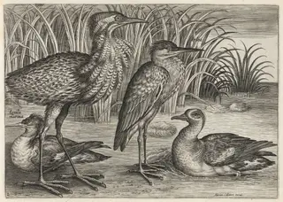 Sawbill, Bittern, Heron and Teal, by Adriaen Collaert, ink, 1600