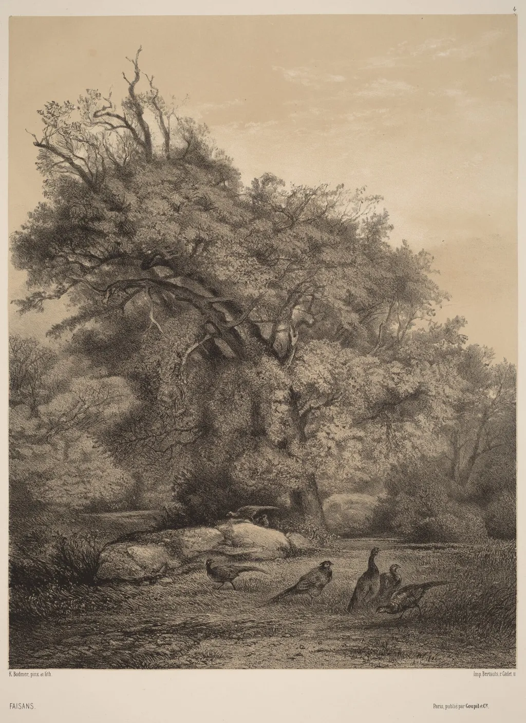Faisans, by Karl Bodmer, ink, 1851