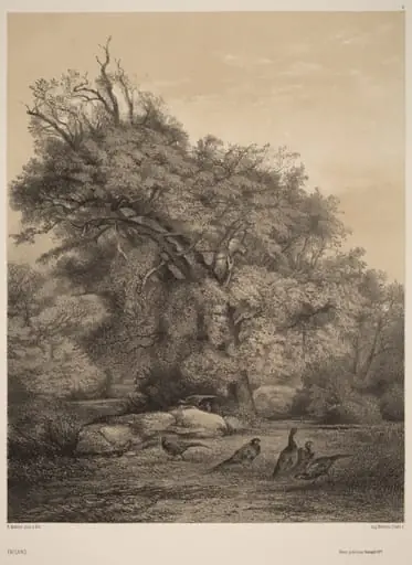 Faisans, by Karl Bodmer, ink, 1851