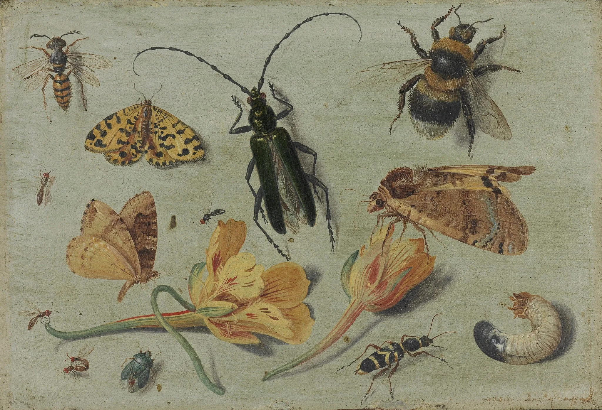 Insects, detail
