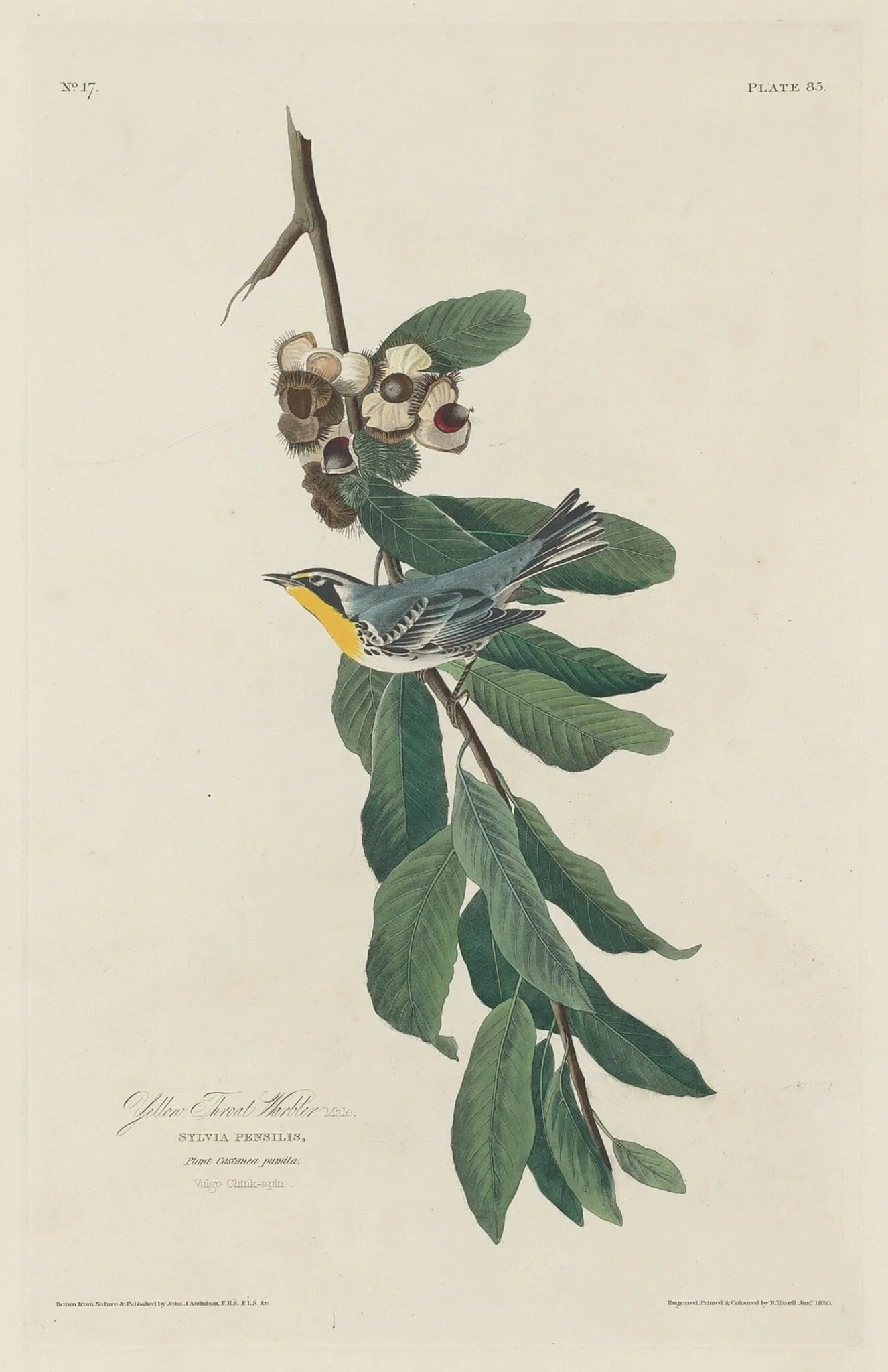 Yellow-throated Warbler, detail