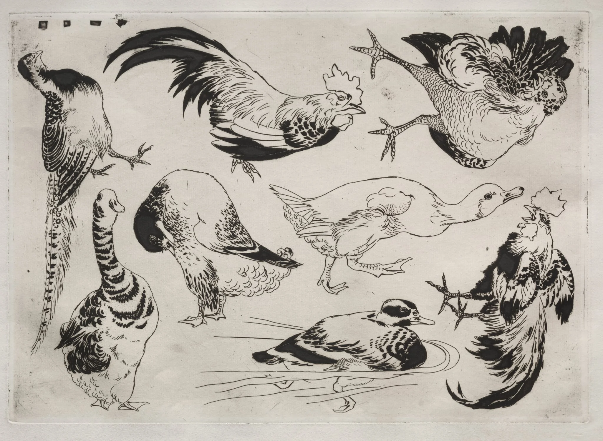 Dinner Service (Rousseau service): Roosters, ducks, etc. (no. 13), detail