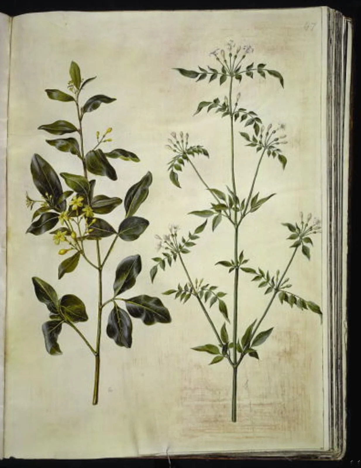 Jasminum odoratissimum (stue-jasmin); Jasminum officinale (læge-jasmin), detail