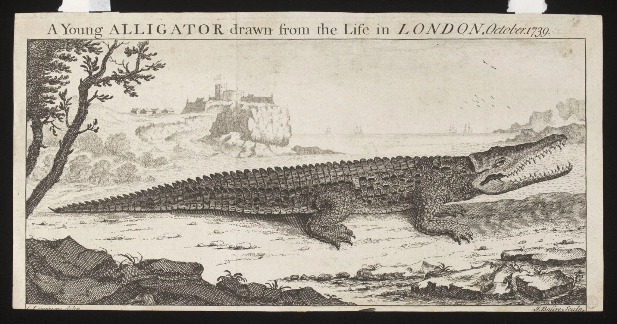 A Young ALLIGATOR drawn from the Life in LONDON, October. 1739., detail