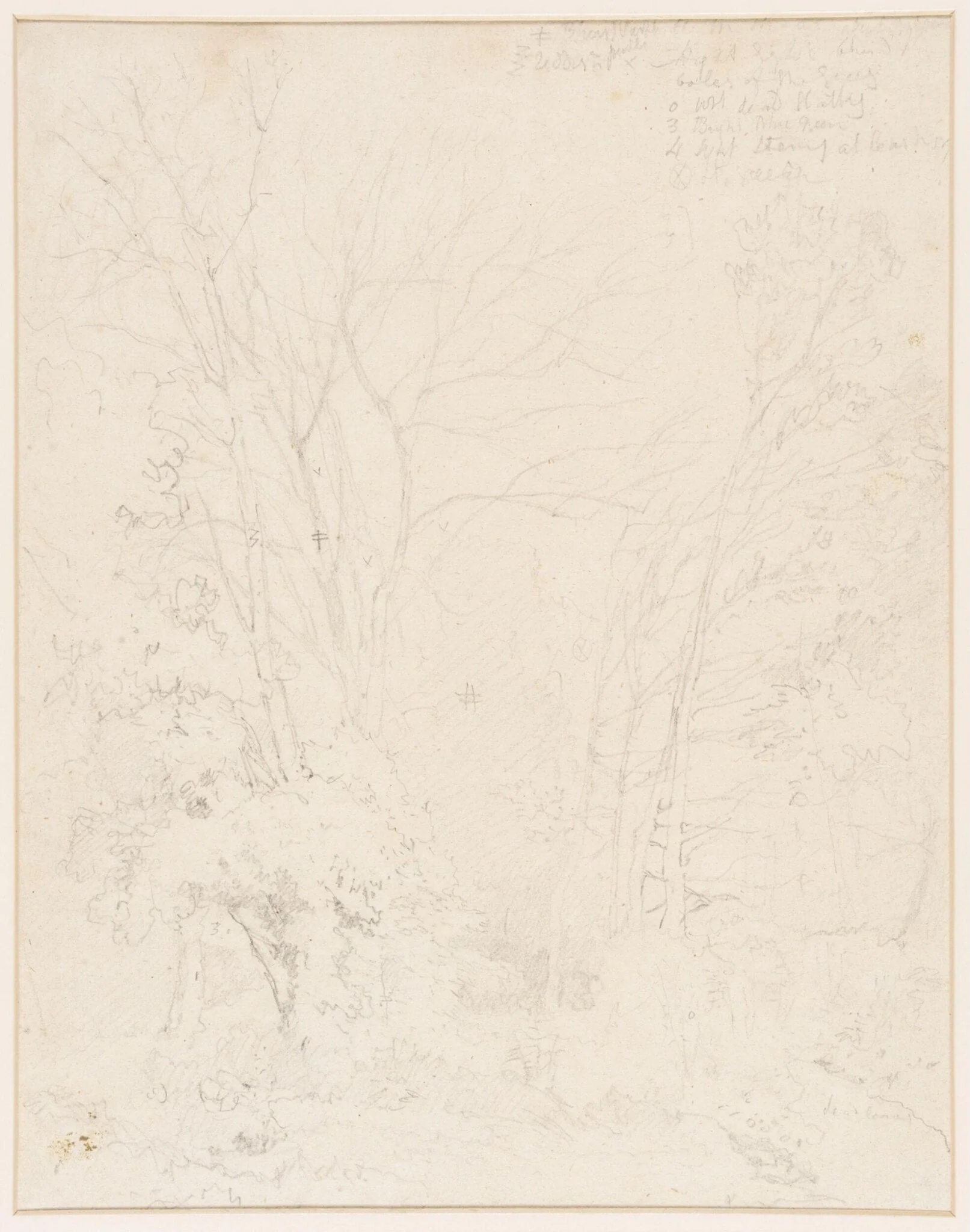 Study of trees, detail
