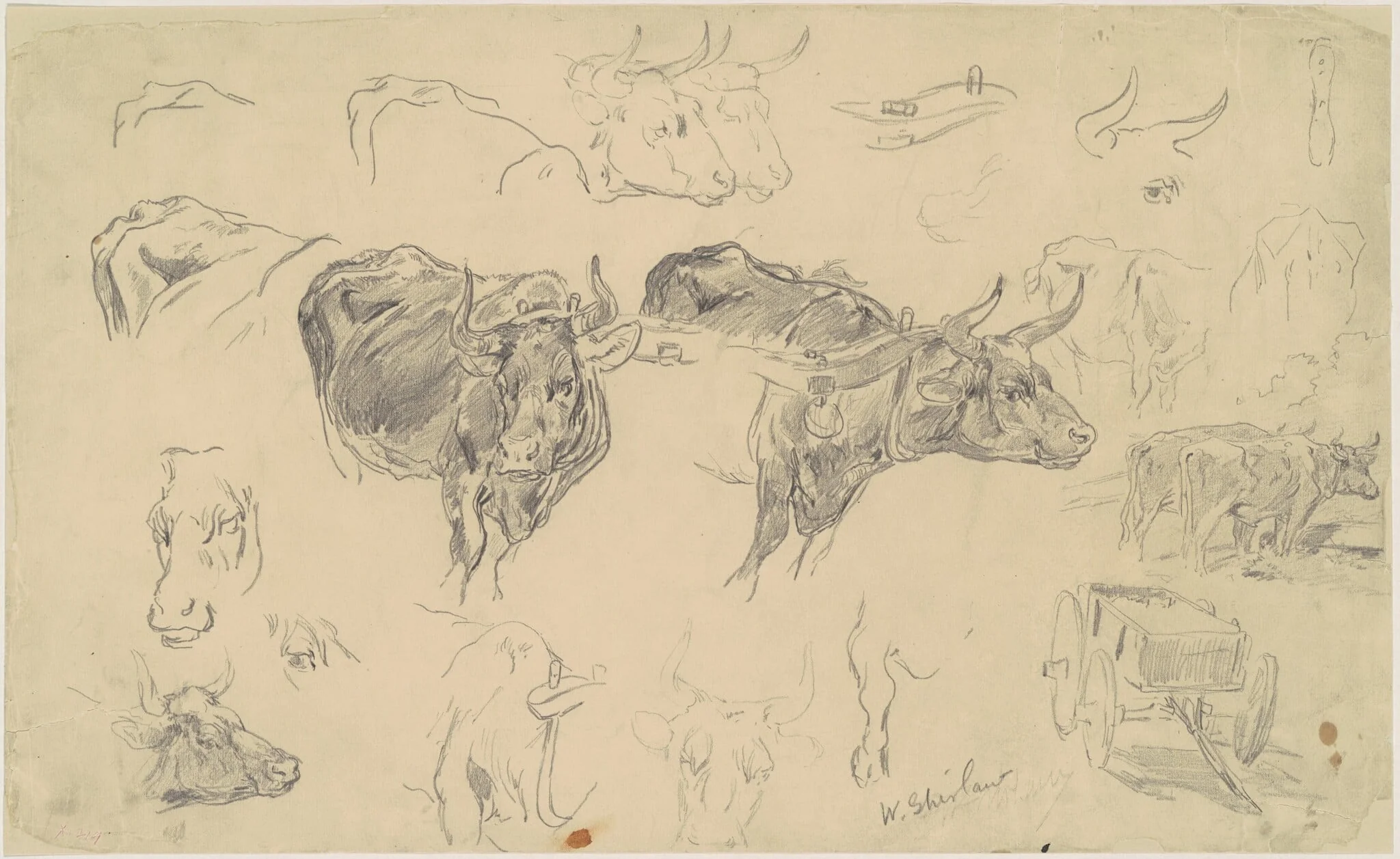 Studies of Oxen, detail